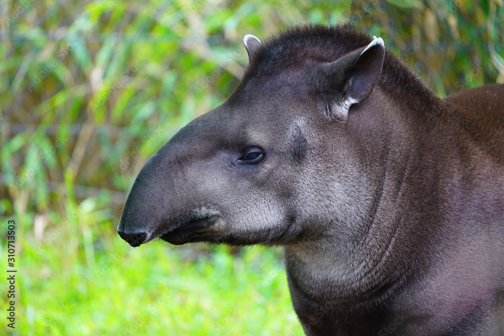 View of a South American Tapir (tapirus) at the Melbourne Zoo View of a South American Tapir (tapirus) at the Melbourne Zoo