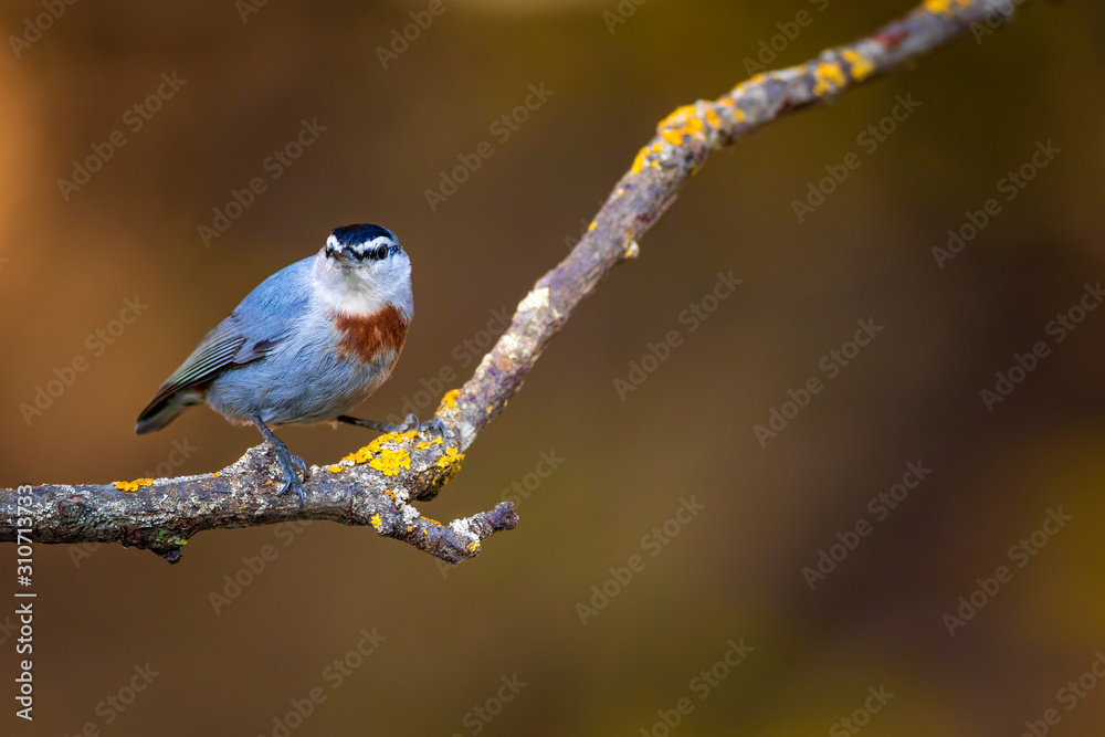 Cute little bird. Autumn nature background. Bird: Krupers Nuthatch. Sitta krueperi. Cute little bird. Autumn nature background. Bird: Krupers Nuthatch. Sitta krueperi.