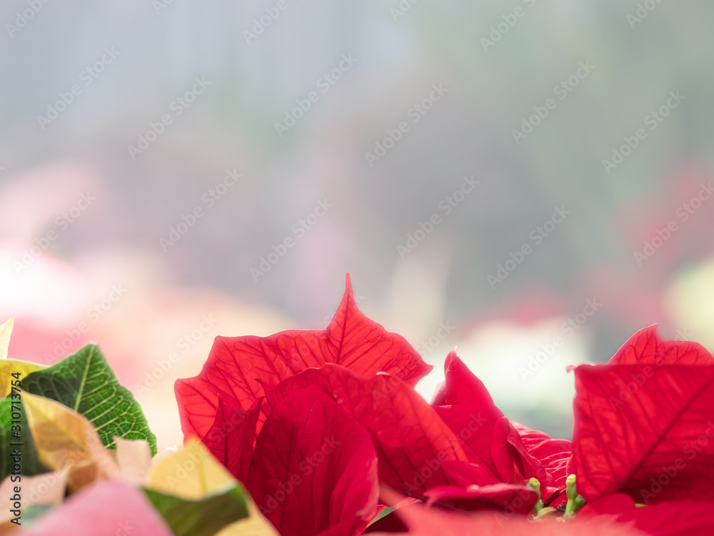 Obraz premium Christmas frame from poinsettias. Copy space