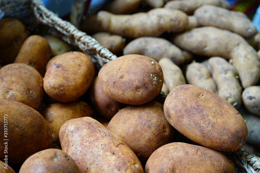 Fresh organic Dutch cream potatoes Fresh organic Dutch cream potatoes
