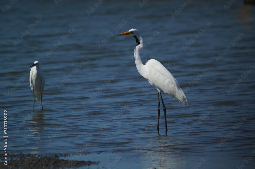The great egret (Ardea alba) is a species of bird from the family Ardeidae, of the genus Egretta. This bird is a type of fish-eating birds, shrimp that have habitat in mangroves and sand, rice fields. The great egret (Ardea alba) is a species of bird from the family Ardeidae, of the genus Egretta. This bird is a type of fish-eating birds, shrimp that have habitat in mangroves and sand, rice fields.
