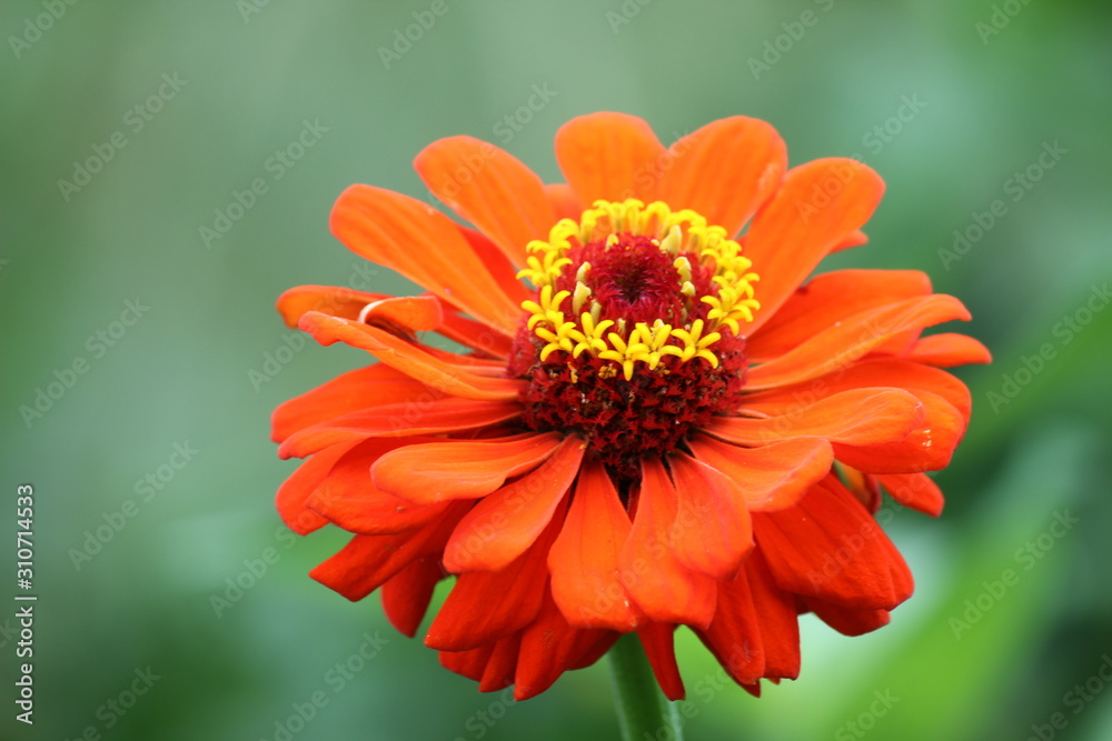 Schöne Blüte einer Zinnie (Zinnia elegans) Schöne Blüte einer Zinnie (Zinnia elegans)