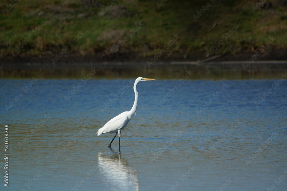 The great egret (Ardea alba) is a species of bird from the family Ardeidae, of the genus Egretta. This bird is a type of fish-eating birds, shrimp that have habitat in mangroves and sand, rice fields. The great egret (Ardea alba) is a species of bird from the family Ardeidae, of the genus Egretta. This bird is a type of fish-eating birds, shrimp that have habitat in mangroves and sand, rice fields.