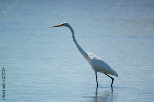The great egret (Ardea alba) is a species of bird from the family Ardeidae, of the genus Egretta. This bird is a type of fish-eating birds, shrimp that have habitat in mangroves and sand, rice fields. photo