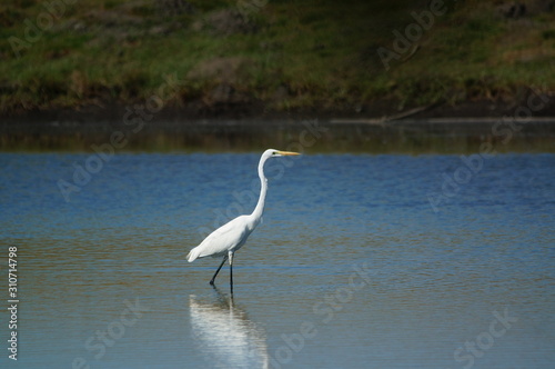 The  great egret   Ardea alba  is a species of bird from the family Ardeidae  of the genus Egretta. This bird is a type of fish-eating birds  shrimp that have habitat in mangroves and sand  rice fields.