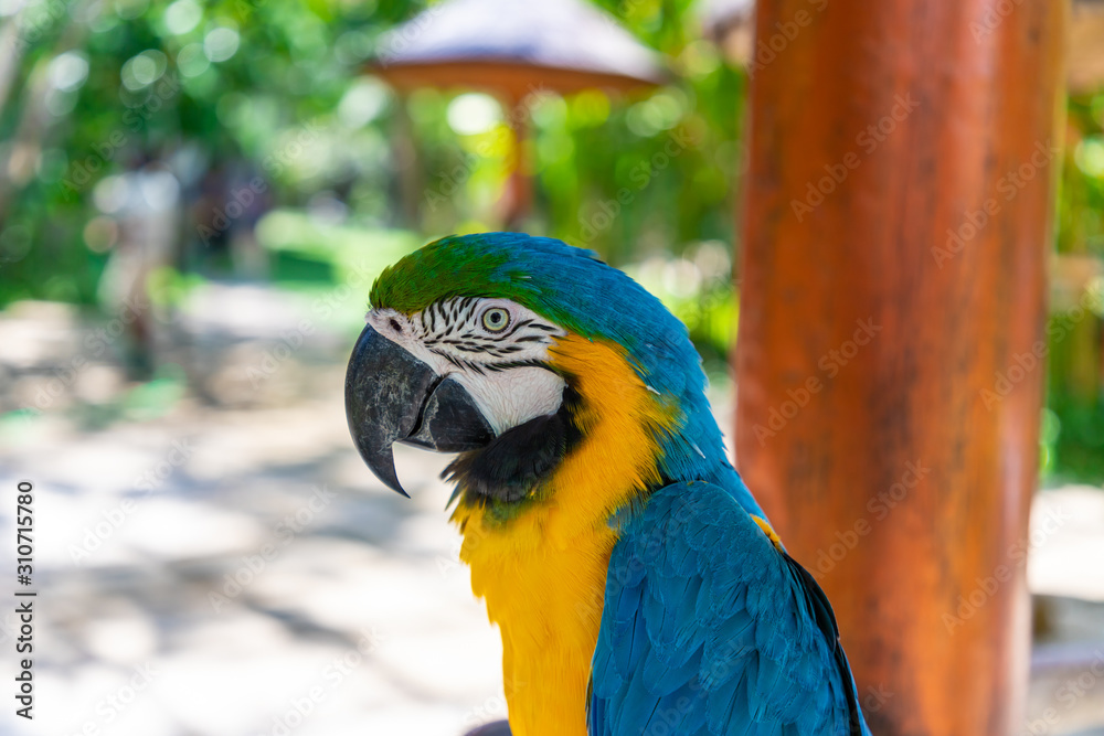 One beautiful yellow blue macaw (Ara ararauna) parrot sitting on a branch. Ubud, Bali, Indonesia. One beautiful yellow blue macaw (Ara ararauna) parrot sitting on a branch. Ubud, Bali, Indonesia.