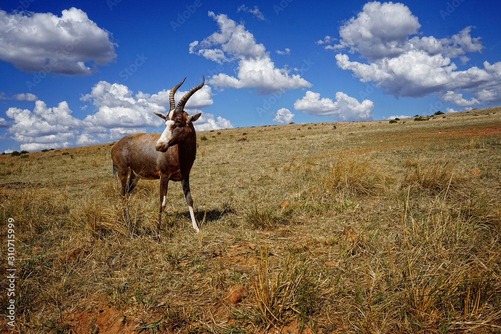 Fototapeta premium In a bright sunny day, the antelope stands in the middle of beautiful yellow grass and the blue sky in the background