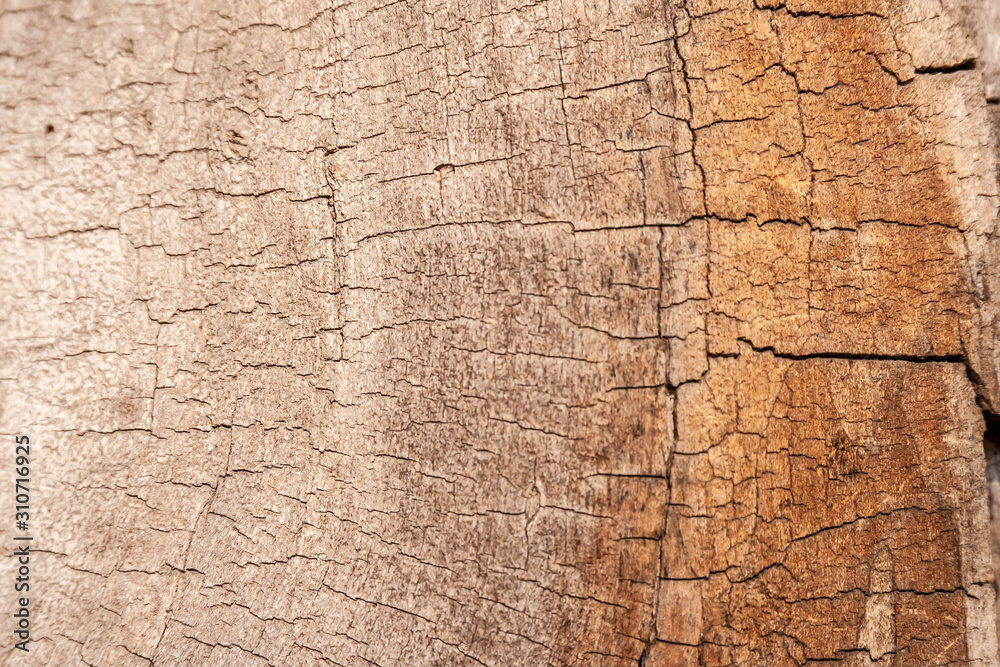 Fototapeta premium Close-up wood cut texture