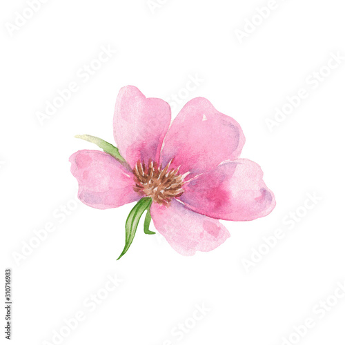 Watercolor illustration of a gently pink rose hips. Suitable for cards, invitations to the day of women, decor, posters. © ka.yansh