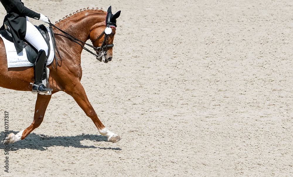 Obraz premium Dressage horse and rider in black uniform. Horizontal banner for website header design. Equestrian sport competition, copy space.