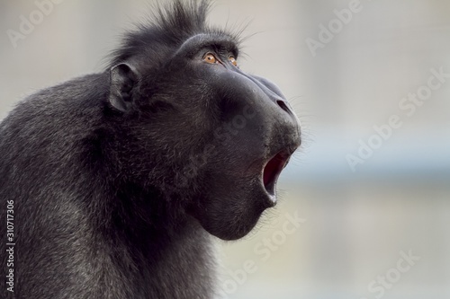 Closeup shot of a baboon making noises with a blurred background