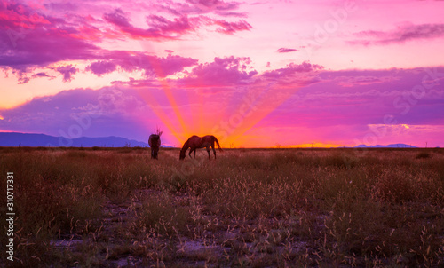 Fototapeta Naklejka Na Ścianę i Meble -  Horses Grazing At Sunset