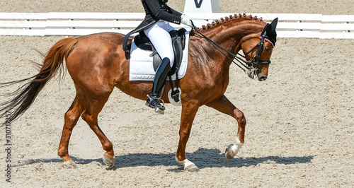 Dressage horse and rider in black uniform. Horizontal banner for website header design. Equestrian sport competition, copy space. © taylon