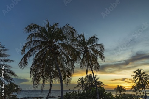 Gorgeous colorful view of sunset on Curacao island. Gorgeous view of green palm trees on blue sky background. Beautiful nature landscape. 