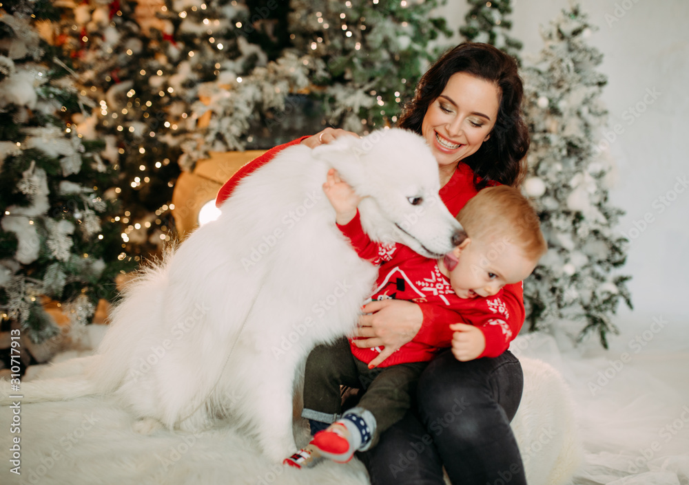 Mother and her son play with white samoyed dog against background of Christmas tree. Mother and her son play with white samoyed dog against background of Christmas tree.