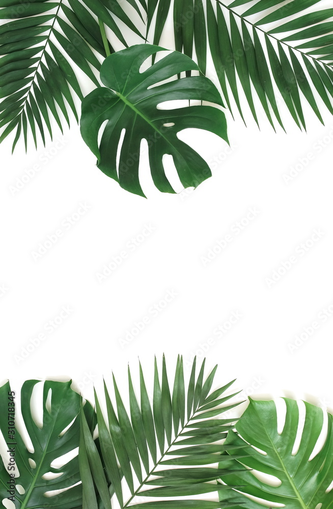 tropical green palm, monstera leaves , branches frame isolated on a white background. top view.copy space.abstract.