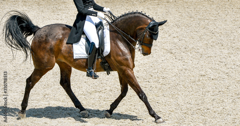 Fototapeta premium Dressage horse and rider in black uniform. Beautiful horse portrait during Equestrian sport competition, copy space.
