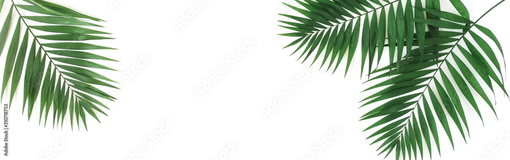 green palm leaves pattern frame isolated on a white background . Long banner.top view.copy space.abstract.