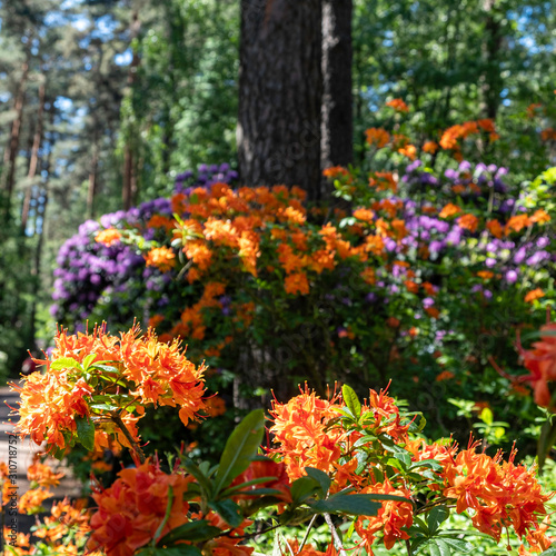 colorful flowers in the garden