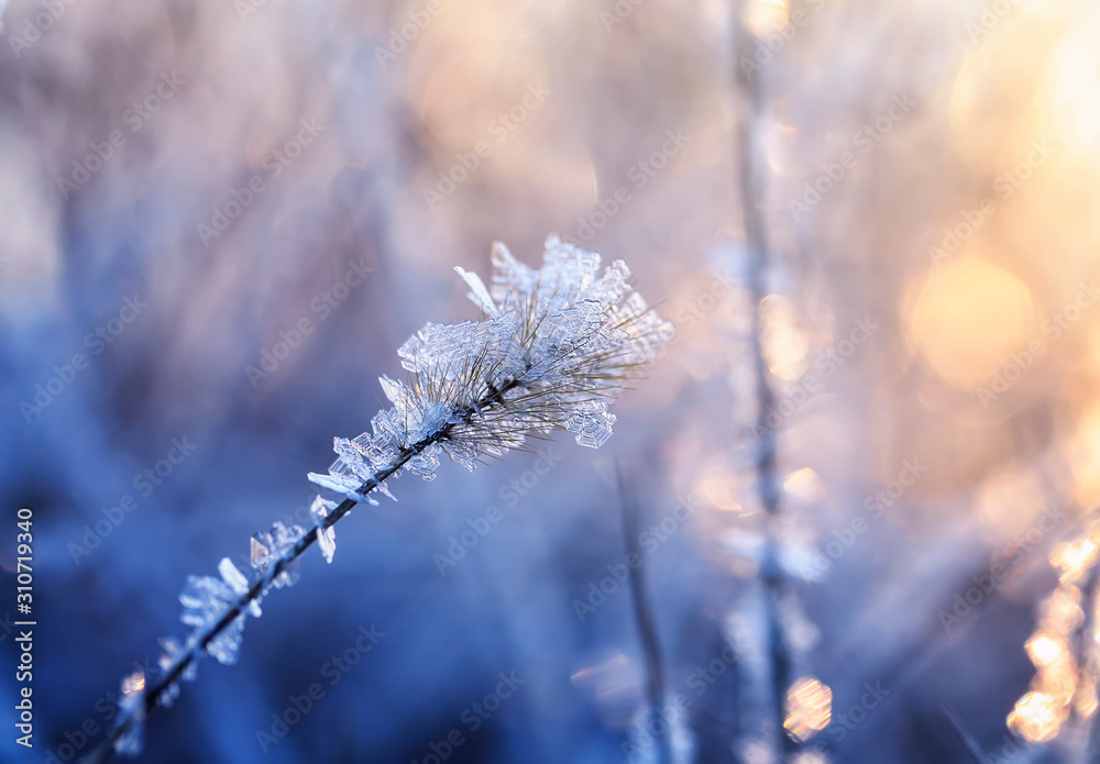 shiny transparent crystals of cold frost cover the grass in morning Sunny Park shiny transparent crystals of cold frost cover the grass in morning Sunny Park