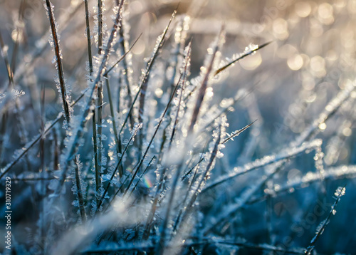 natural background with shiny transparent crystals of cold frost cover the grass like beads on a field on a morning Sunny winter day