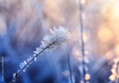 shiny transparent crystals of cold frost cover the grass in morning Sunny Park © nataba