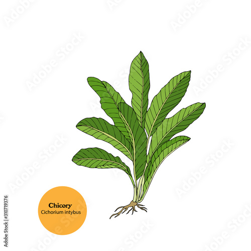 Hand drawing of forage chicory plant, Cichorium intybus, food for turkeys, goat, sheep. 