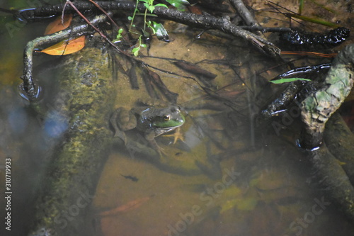 A frog sitting on a tree root underwater