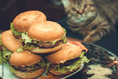 Homemade beef burgers with lettuce. cat sit on background