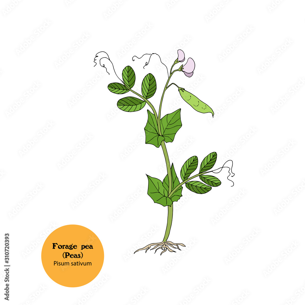 Vetor de Hand-drawn sweet pea flower illustration. Botanical illustration  of summer wildflower. Elegant floral drawing for wedding, card, cover or  brand design do Stock | Adobe Stock