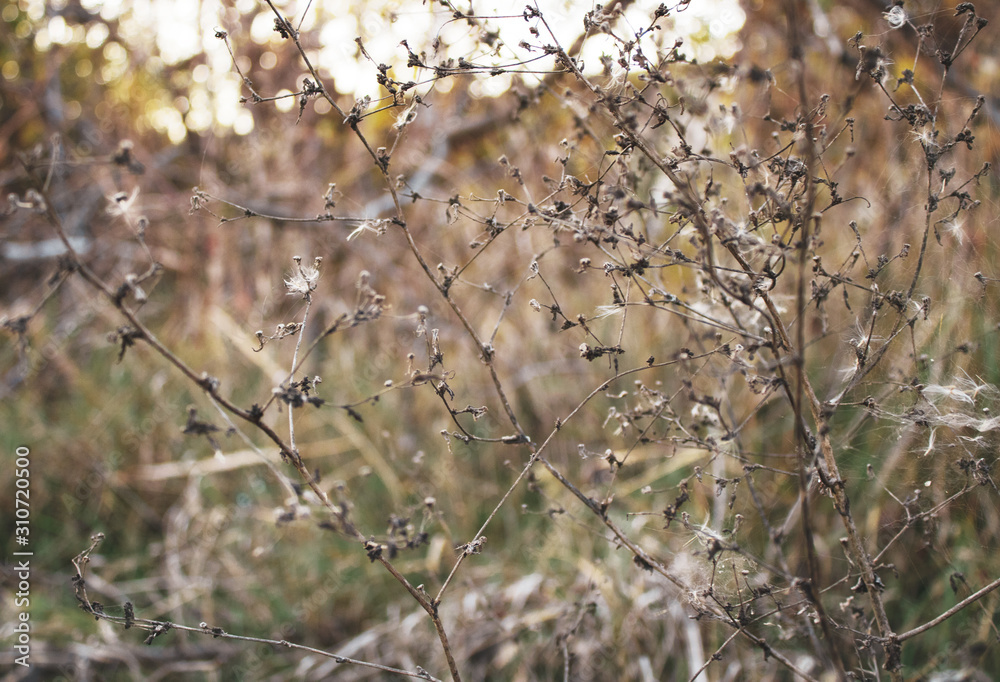 Dry flowers, stems of plants, leaves and grass in the meadow in fall season. Calm autumn background. Dry flowers, stems of plants, leaves and grass in the meadow in fall season. Calm autumn background.