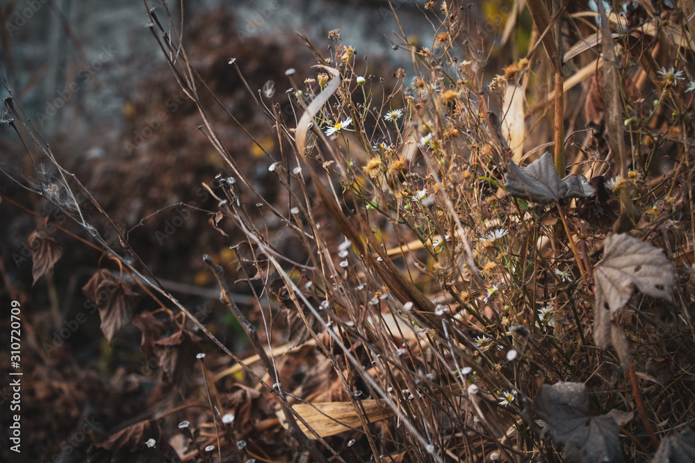 Dry flowers, leaves, stems of plants and grass in the meadow in fall season. Calm autumn botanical background. Dry flowers, leaves, stems of plants and grass in the meadow in fall season. Calm autumn botanical background.