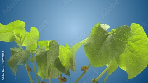 Heliotropism -The movement of the leaves of the plant in search of sunlight. bean growth time lapse