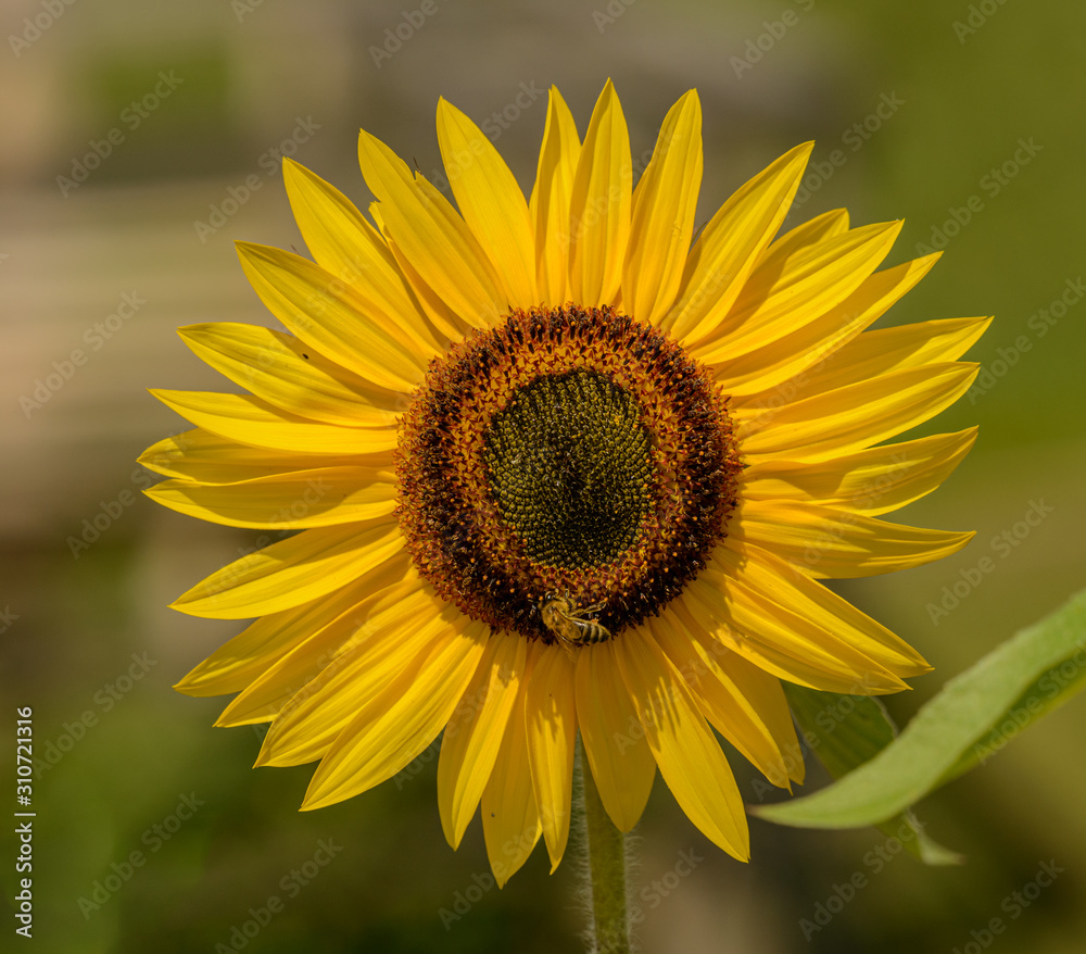 sunflower detail front view in the sun sunflower detail front view in the sun