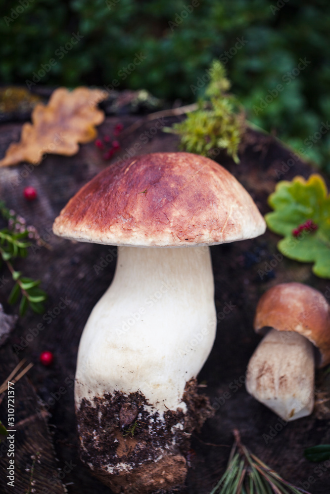 Wild raw boletus mushroom in Latvian forest Wild raw boletus mushroom in Latvian forest