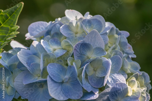 Hydrangea comes in different colors but they  are always amazing