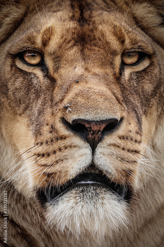 Fototapeta premium Desolate lion with bared eyes