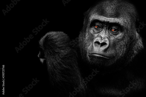 A gorilla who thinks photo
