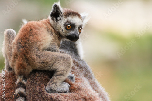 Young lemur