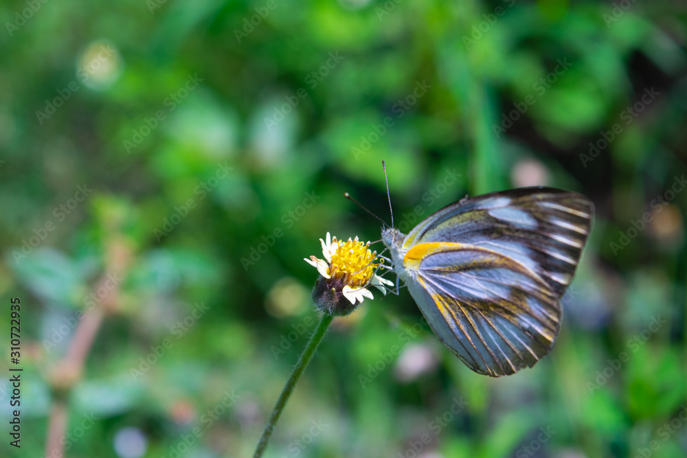 butterfly and wild flower butterfly and wild flower