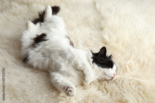 Cute cat relaxing on faux fur. Lovely pet