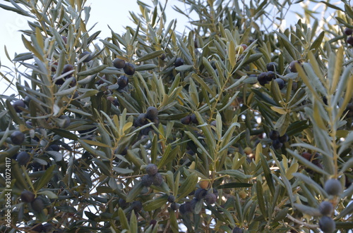 Wallpaper Mural plant Torontodigital.ca