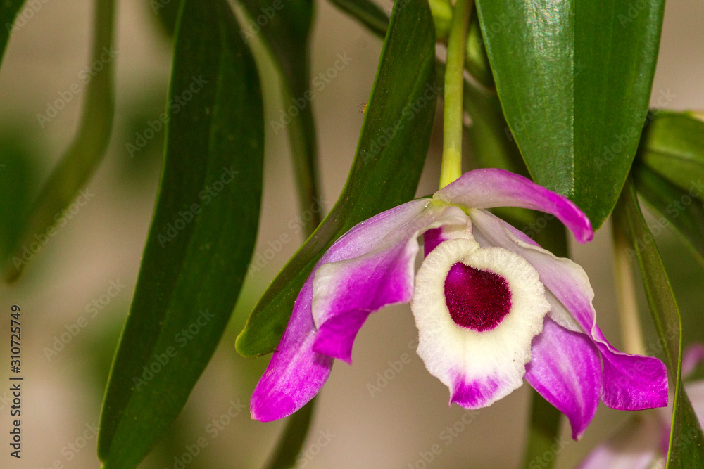 Orquídea IMG_6291