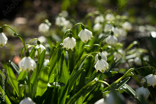 Leucojum Vernum is a spring bulb plant that resembles snowdrop (Galanthus). White early flowers in the garden, background