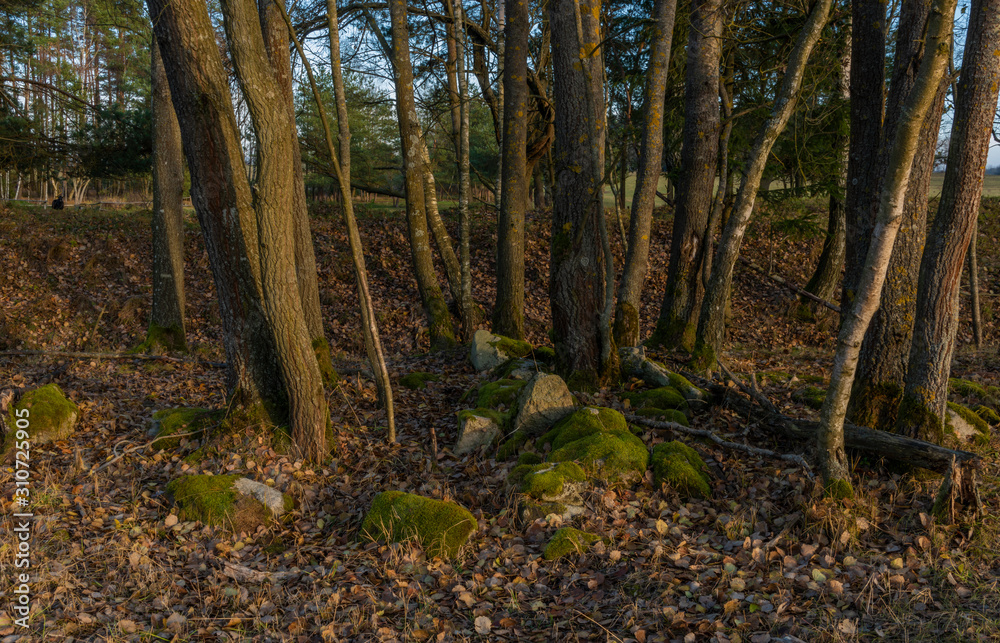 Obraz premium Stones with trees in leaf forest in south Bohemia in winter evening