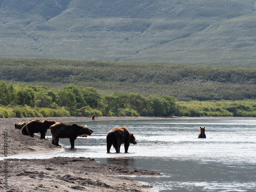 bears bears
