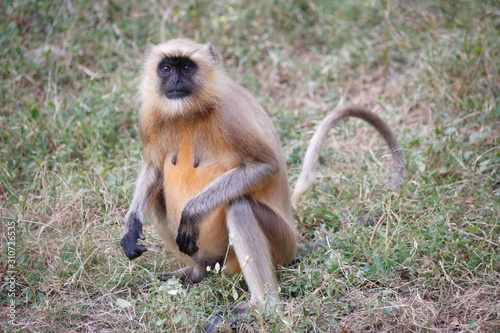 Gray langur in Ranthambore National Park, Rajasthan, India