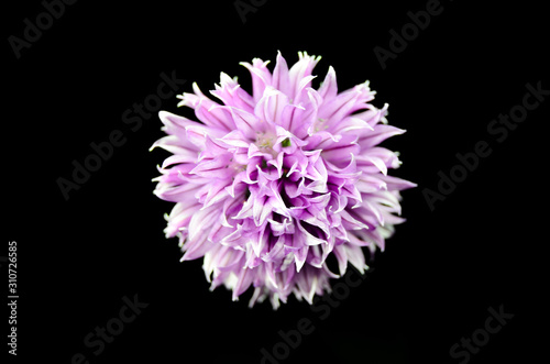 Pink flower isolated on black background