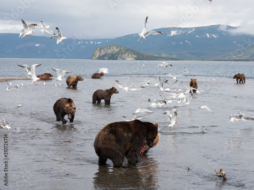 bears and seagulls