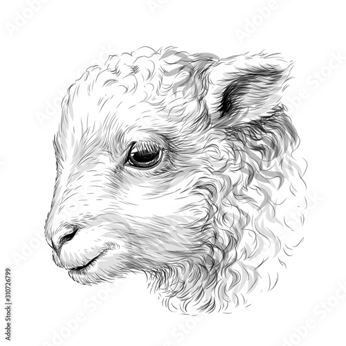 Lamb. Sketch, hand-drawn, black-and-white portrait of a lamb's head on a white background.